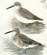 Willet