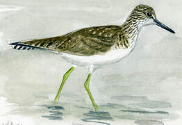 Solitary Sandpiper