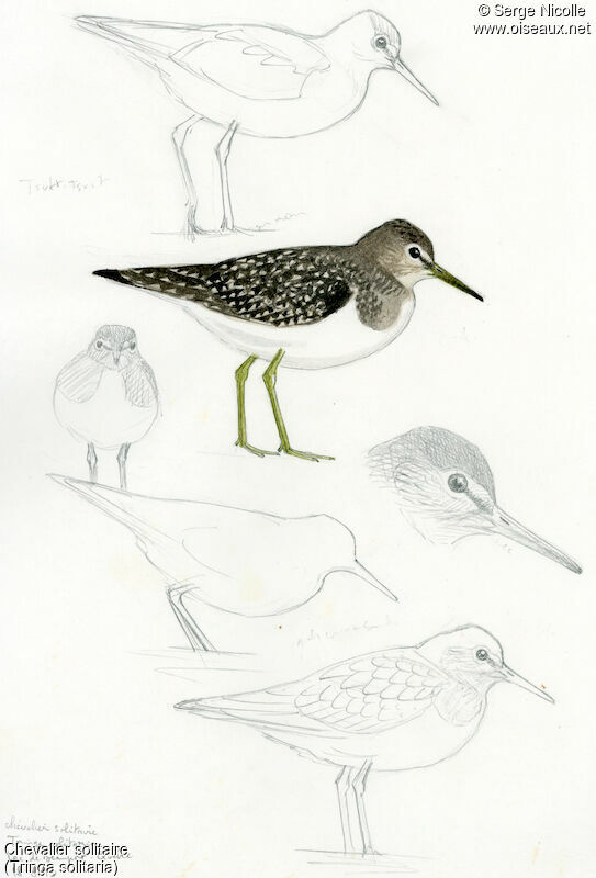 Solitary Sandpiper, identification