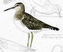 Solitary Sandpiper