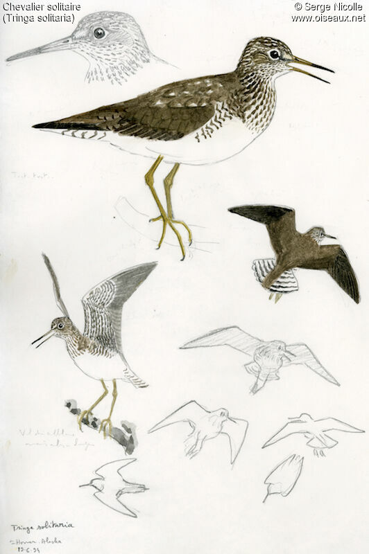 Solitary Sandpiperadult breeding, identification