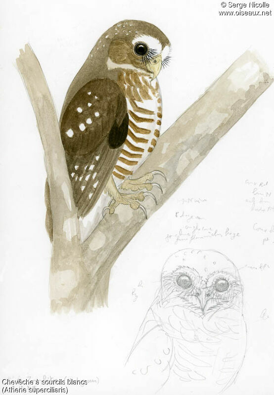 White-browed Owl, identification