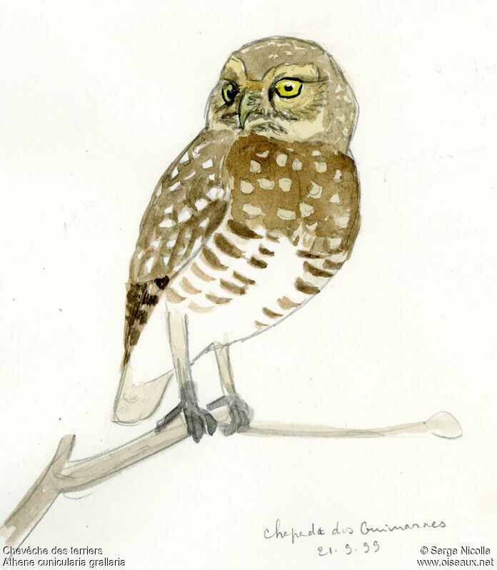 Burrowing Owl, identification