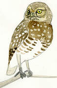 Burrowing Owl