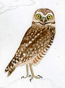 Burrowing Owl