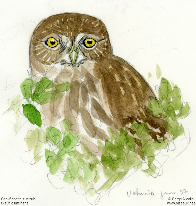 Austral Pygmy Owl, identification