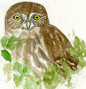 Austral Pygmy Owl