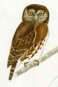 Ferruginous Pygmy Owl