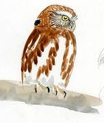 Ferruginous Pygmy Owl