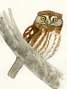 Ferruginous Pygmy Owl