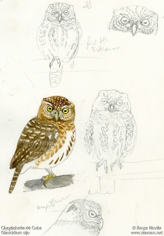 Cuban Pygmy Owl, identification