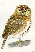 Cuban Pygmy Owl