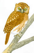 Pacific Pygmy Owl