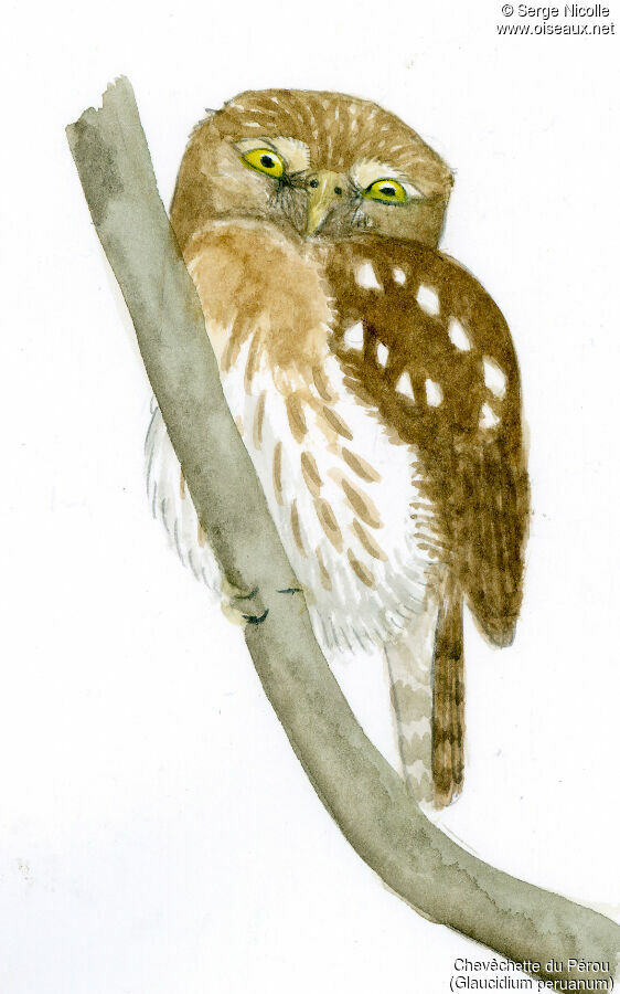 Pacific Pygmy Owl, identification