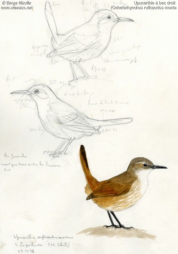 Straight-billed Earthcreeper identification