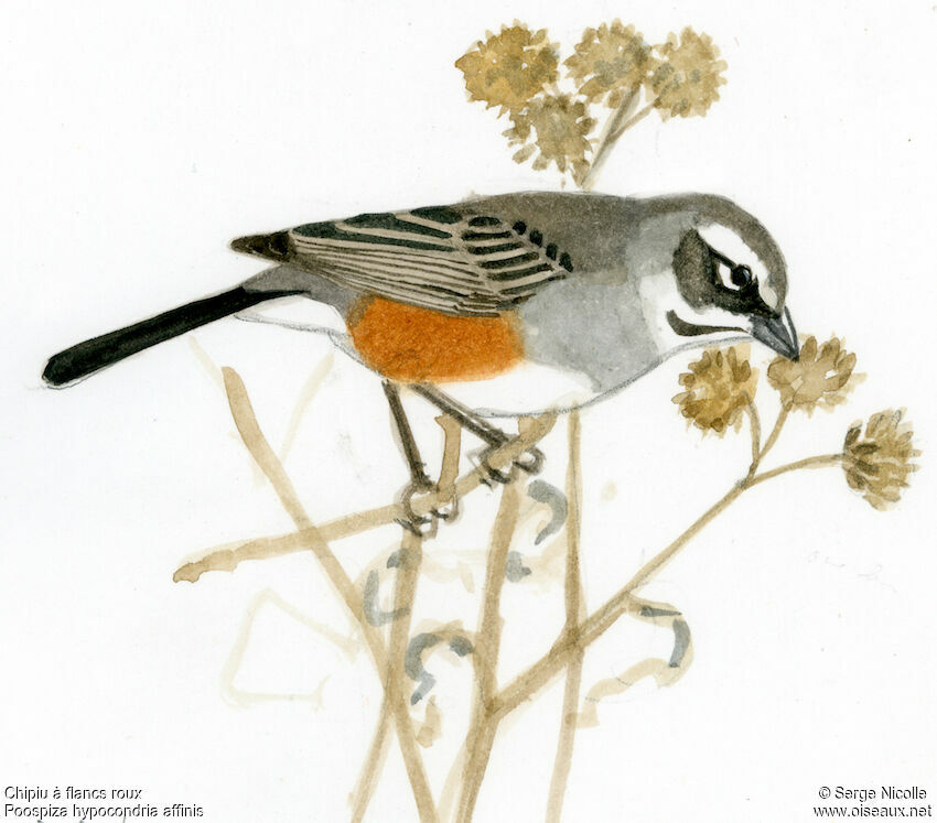 Rufous-sided Warbling Finch, identification