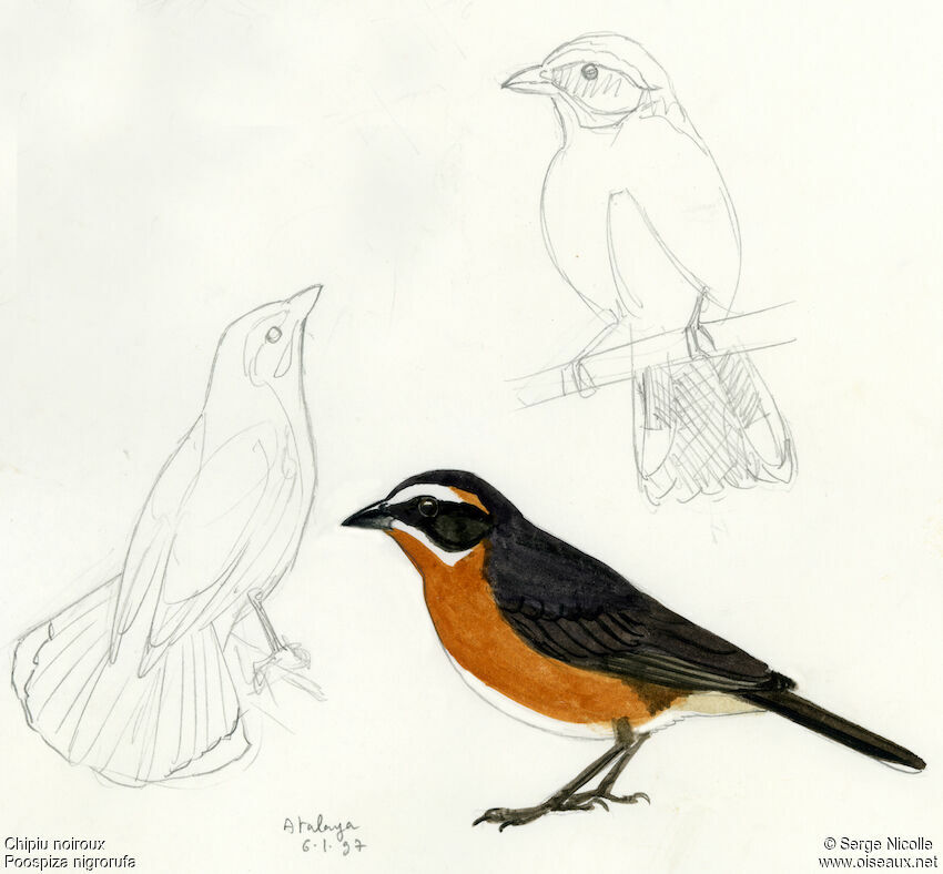 Black-and-rufous Warbling Finch, identification