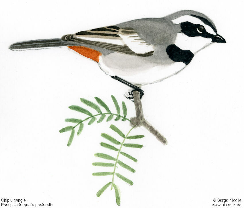 Ringed Warbling Finch, identification