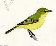 African Yellow Warbler