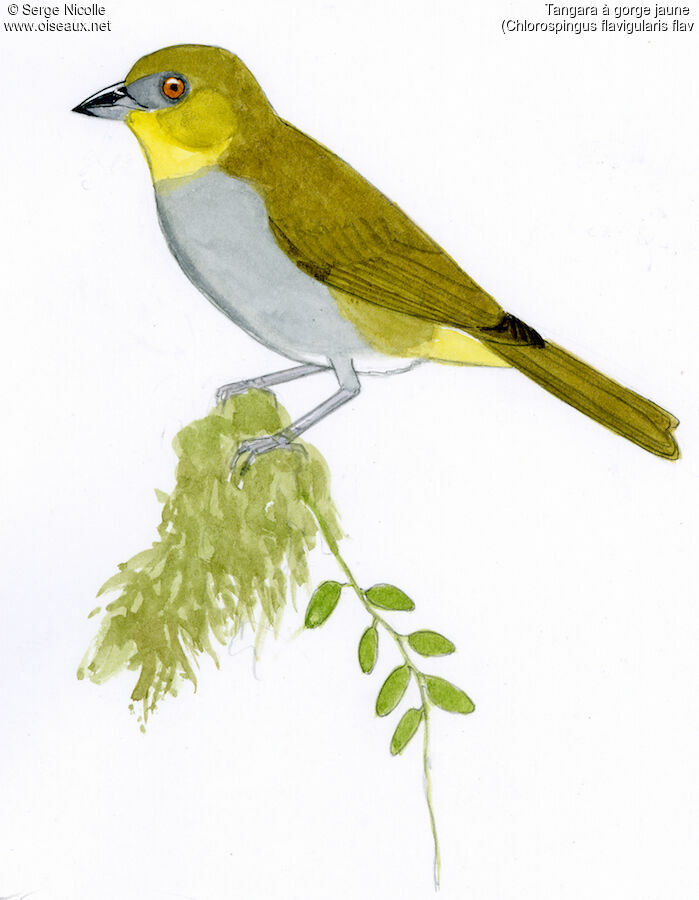 Chlorospin à gorge jaune identification