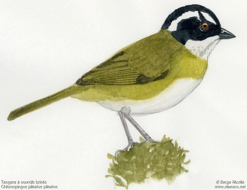 Sooty-capped Chlorospingus identification