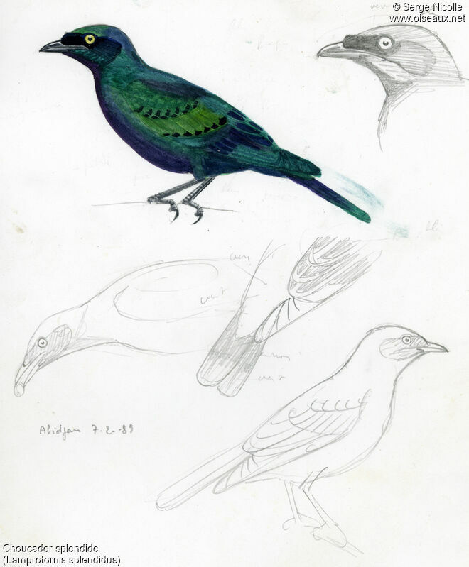 Splendid Starling, identification