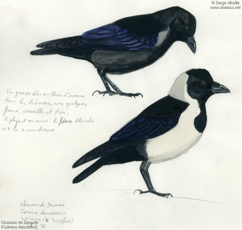 Daurian Jackdaw, identification