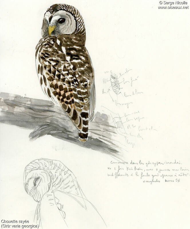 Barred Owl, identification