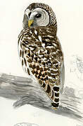 Barred Owl