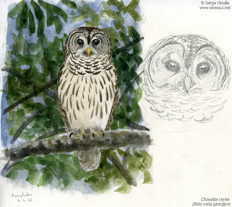 Barred Owl, identification