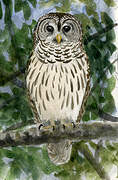 Barred Owl