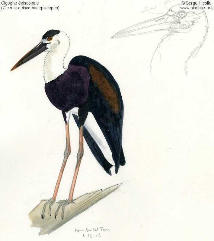 Asian Woolly-necked Stork, identification