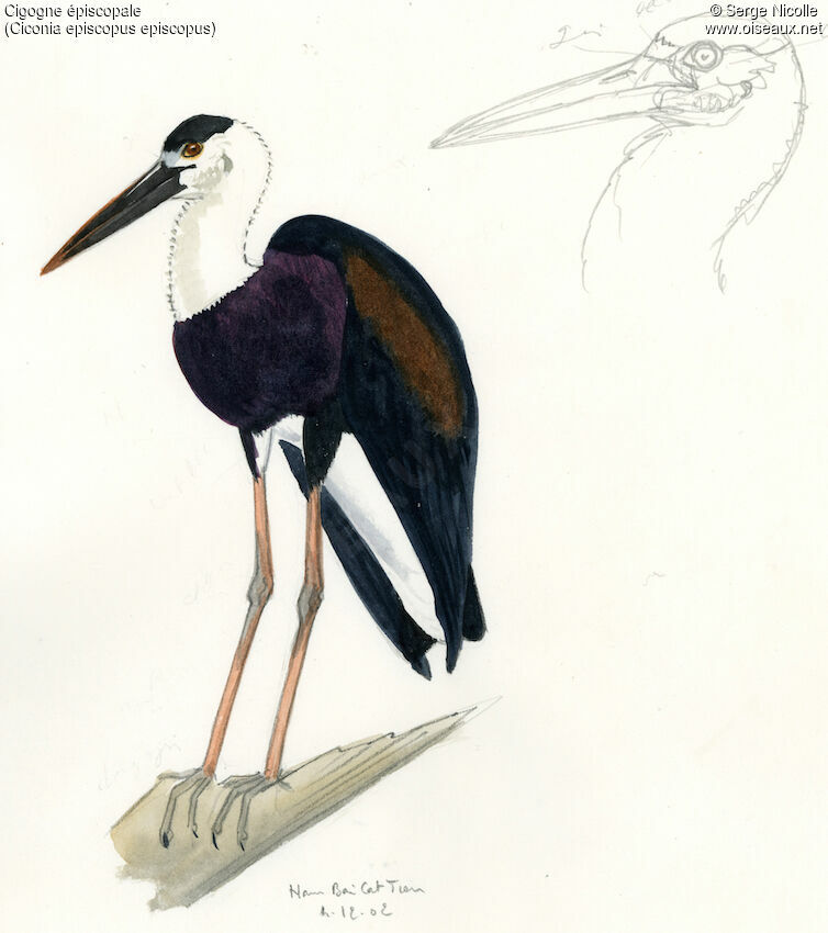 Woolly-necked Stork