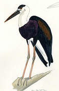 Woolly-necked Stork