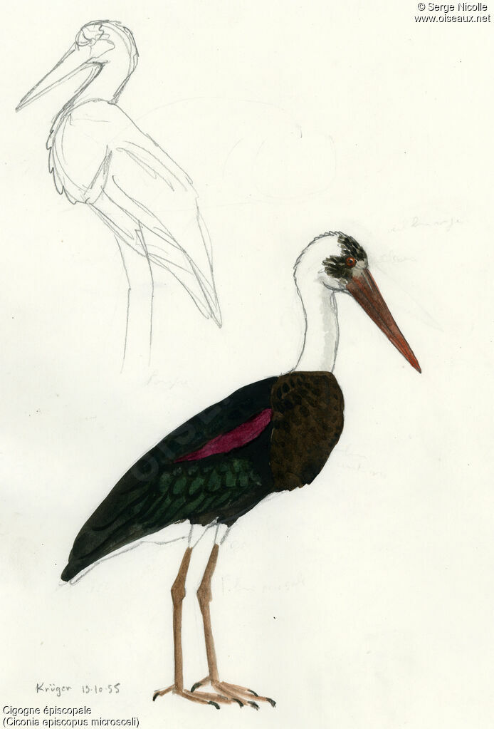 Asian Woolly-necked Stork, identification