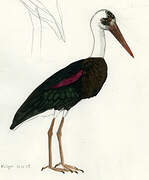 Woolly-necked Stork