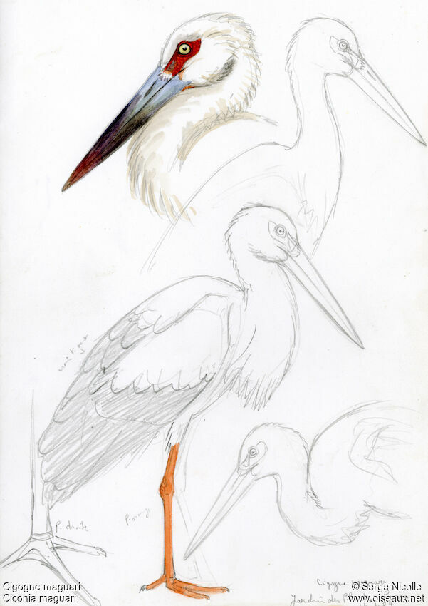 Maguari Stork, identification