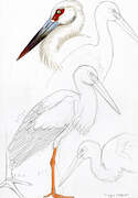 Maguari Stork