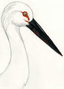 Oriental Stork
