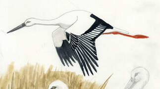 Oriental Stork