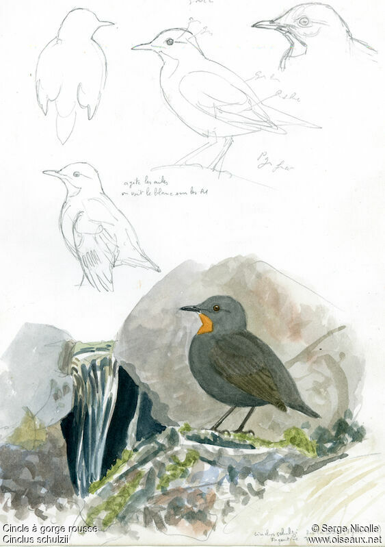 Rufous-throated Dipper, identification