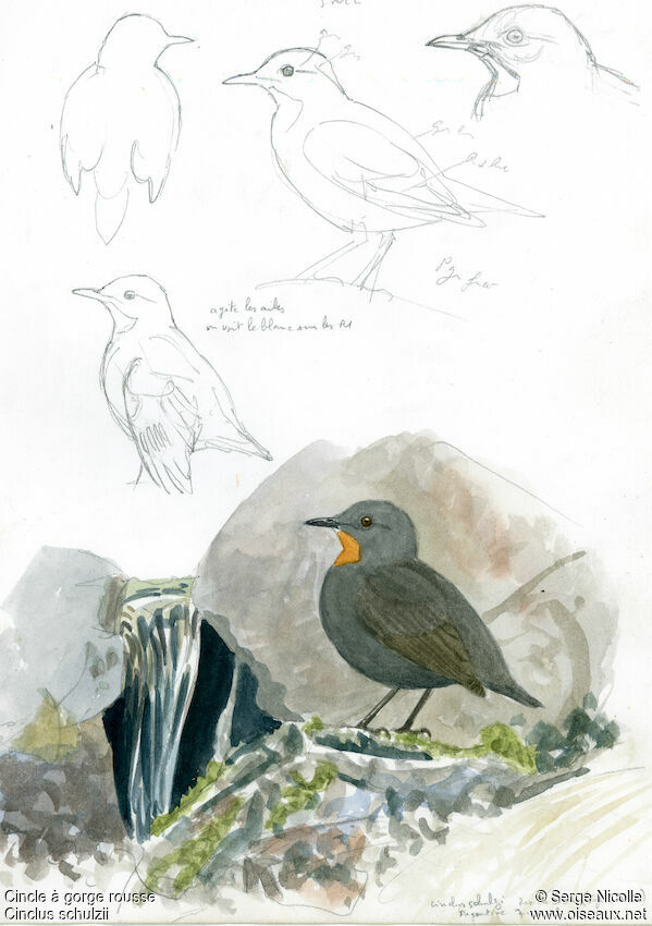 Rufous-throated Dipper, identification