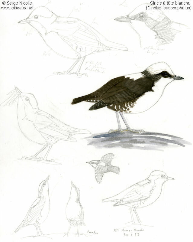White-capped Dipper, identification