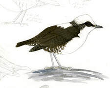 White-capped Dipper