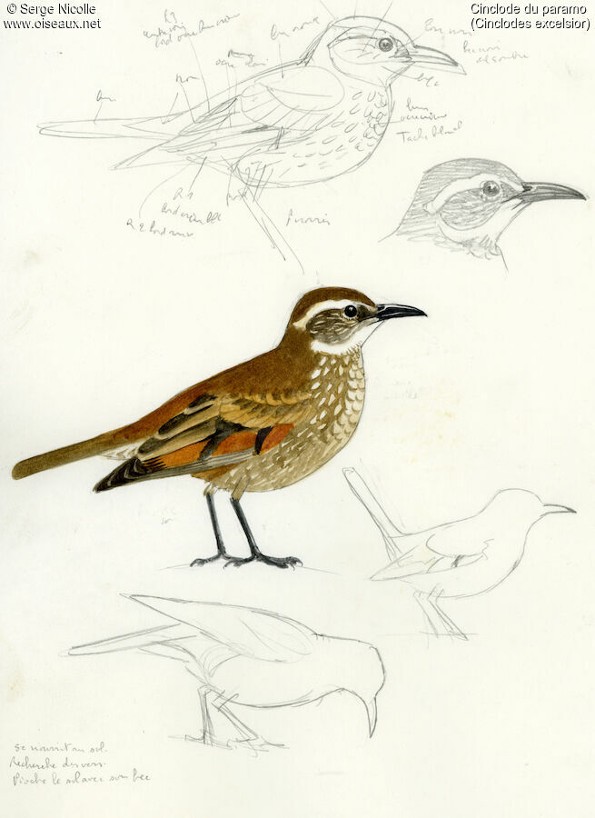 Stout-billed Cinclodes, identification