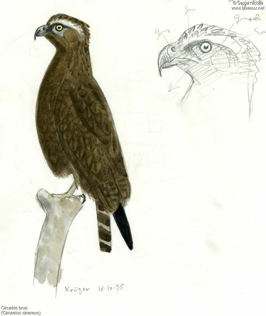 Circaète brun, identification