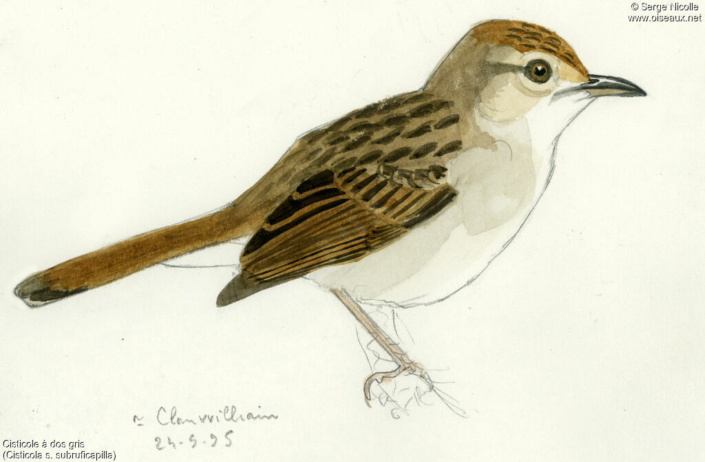 Grey-backed Cisticola, identification