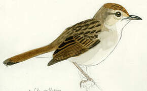 Grey-backed Cisticola