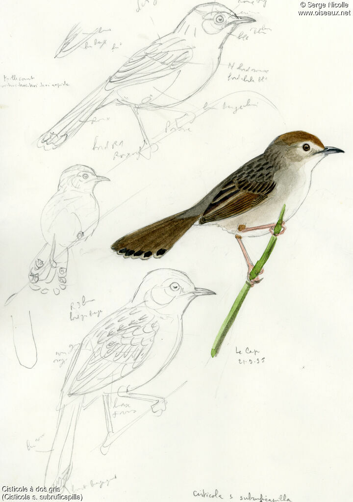 Grey-backed Cisticola, identification