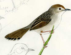 Grey-backed Cisticola